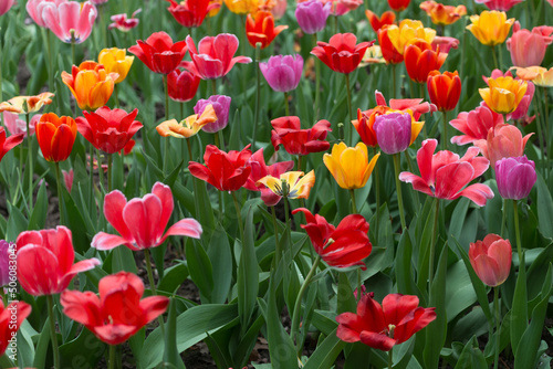 field of tulips