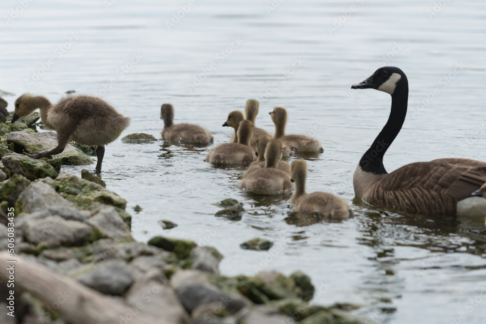Fototapeta premium canadian goose and family on the water (almost)