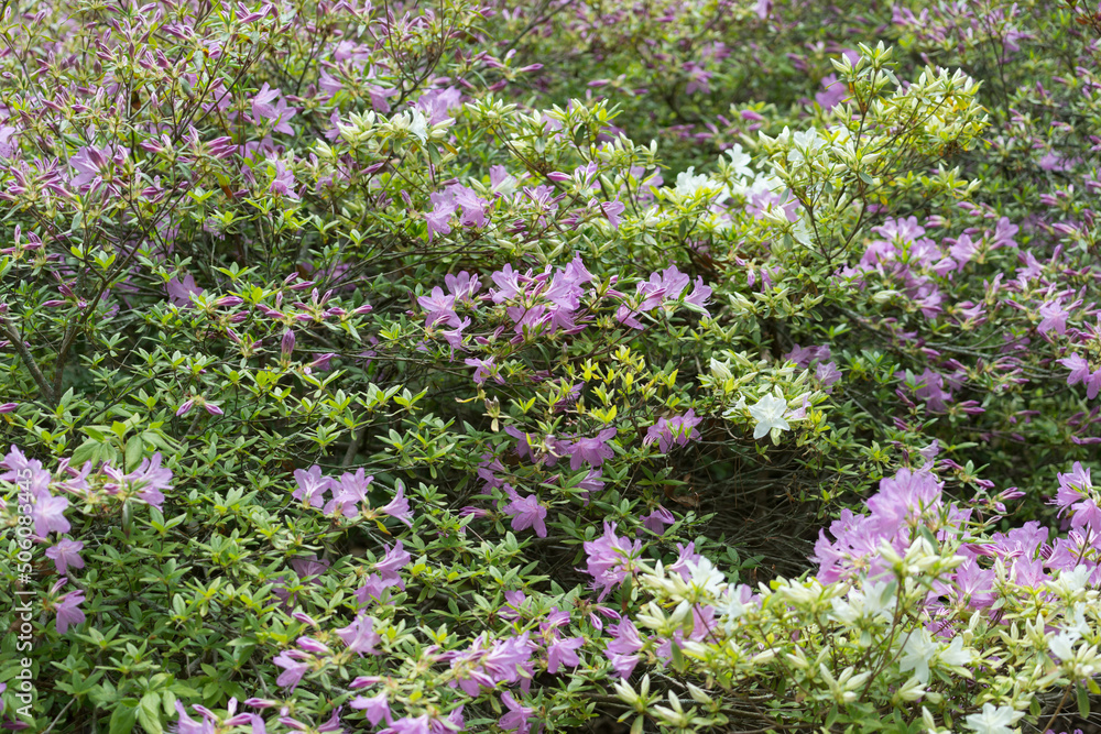 field of azaleas flowers field of azaleas flowers