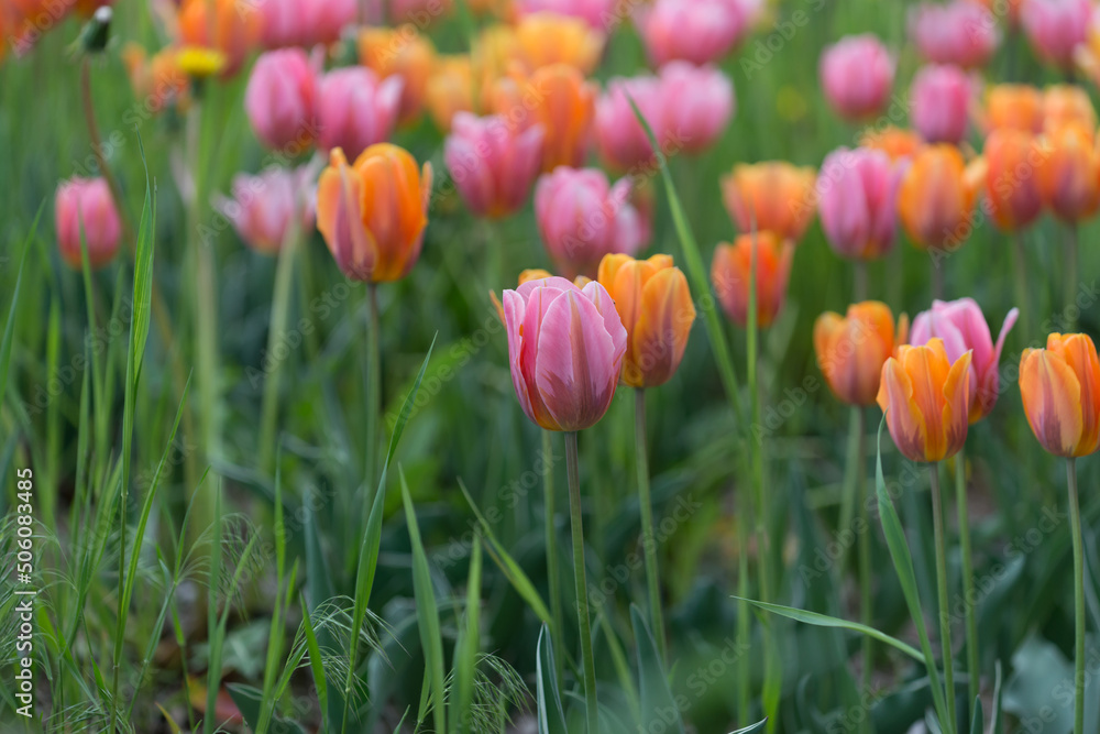 pink and orange spring flowers pink and orange spring flowers