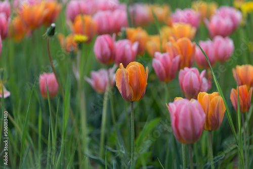 orange and pink tulips with dandelions and grass