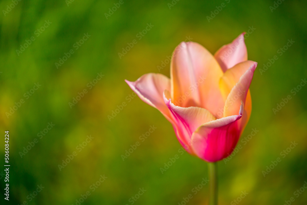 Blooming tulips. Spring floral background. Field of bright beautiful tulips close-up. Colorful tulips at the Holland Flower Festival. long banner Blooming tulips. Spring floral background. Field of bright beautiful tulips close-up. Colorful tulips at the Holland Flower Festival. long banner