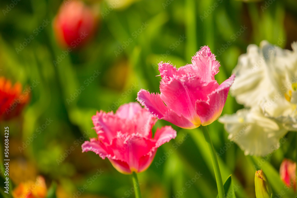 Naklejka premium Blooming tulips. Spring floral background. Field of bright beautiful tulips close-up. Colorful tulips at the Holland Flower Festival. long banner