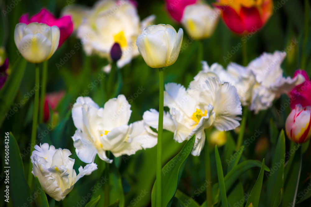Blooming tulips. Spring floral background. Field of bright beautiful tulips close-up. Colorful tulips at the Holland Flower Festival. long banner Blooming tulips. Spring floral background. Field of bright beautiful tulips close-up. Colorful tulips at the Holland Flower Festival. long banner