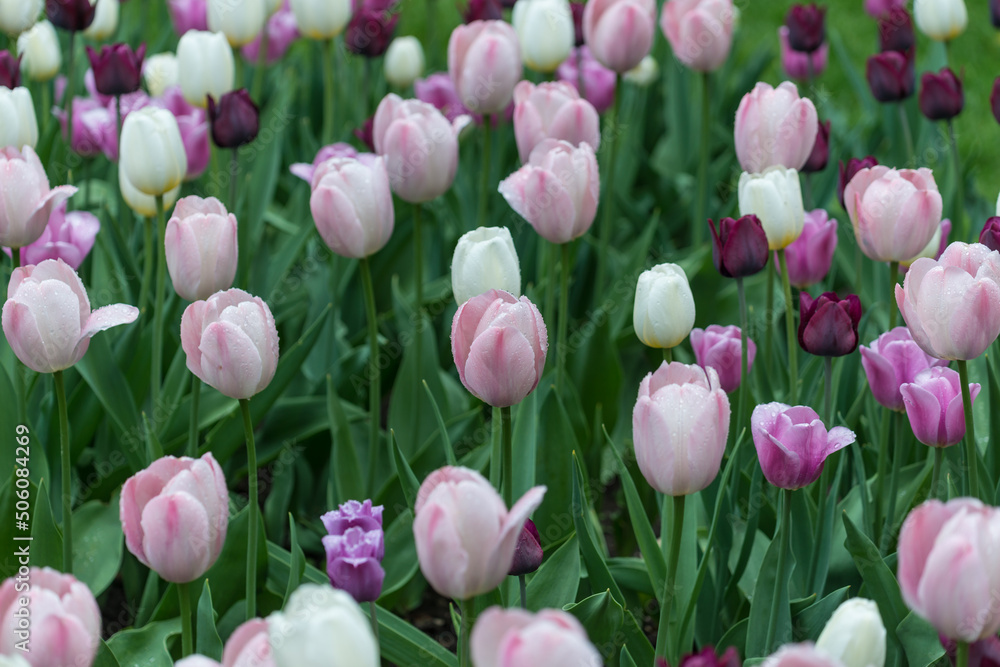 Fototapeta premium pink, white, and violet tulips