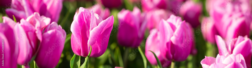 Blooming tulips. Spring floral background. Field of bright beautiful tulips close-up. Colorful tulips at the Holland Flower Festival. long banner Blooming tulips. Spring floral background. Field of bright beautiful tulips close-up. Colorful tulips at the Holland Flower Festival. long banner