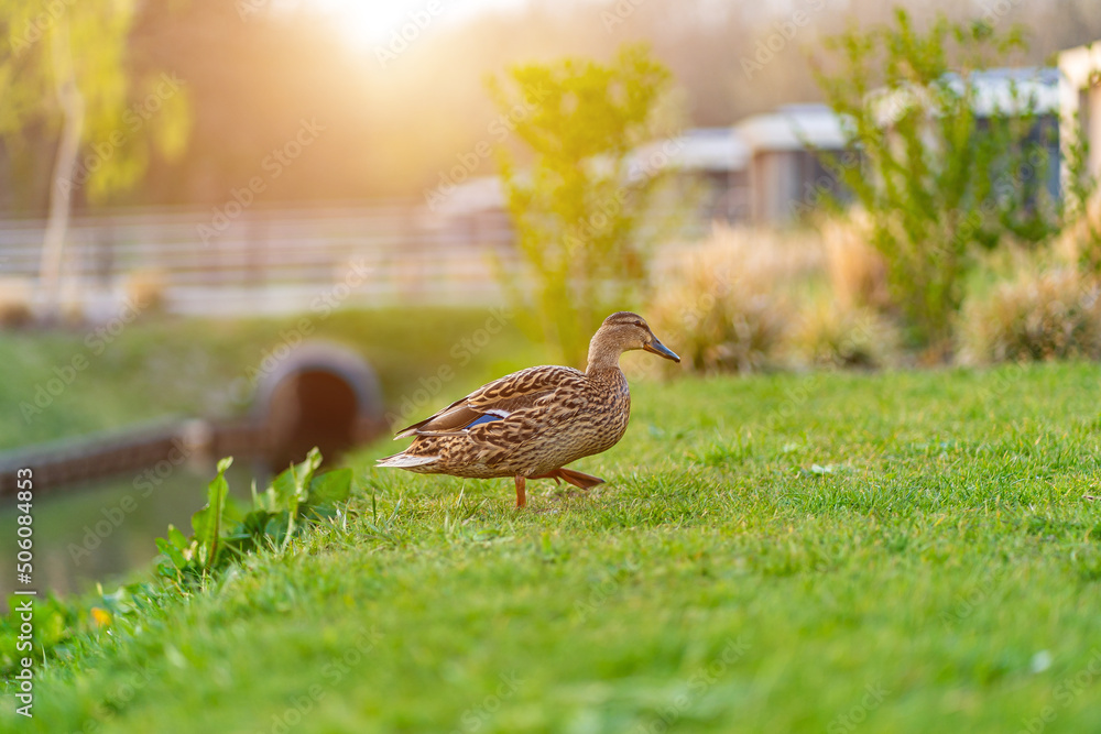 Duch on the green grass. wild duck on a green meadow - obrazy, fototapety, plakaty 