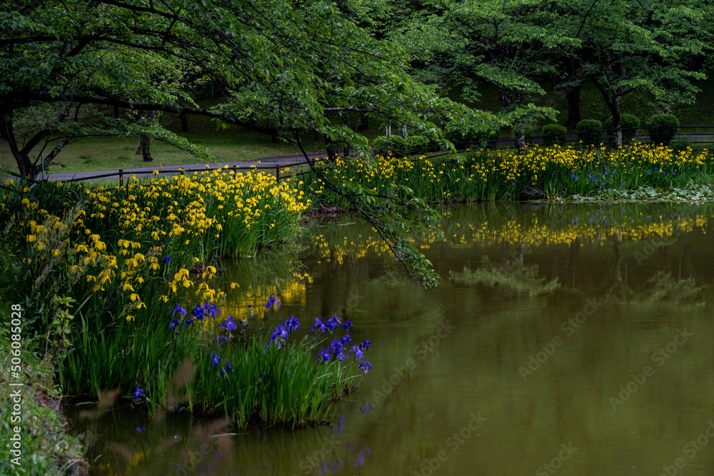 黄菖蒲の群生する池
