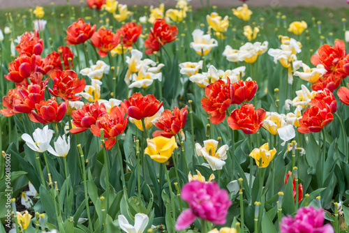 faded tulips in the garden park © eugen