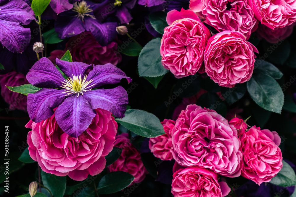 春の花壇に咲く紫色のクレマチスとピンクのバラ