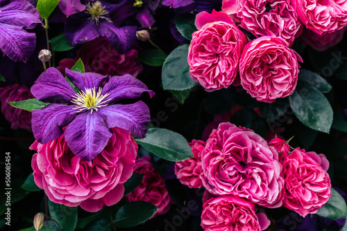 春の花壇に咲く紫色のクレマチスとピンクのバラ © Kazuhito Hiramatsu
