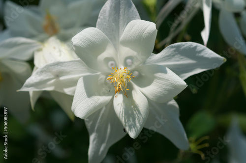 white columbine  Aquilegia  flower close up