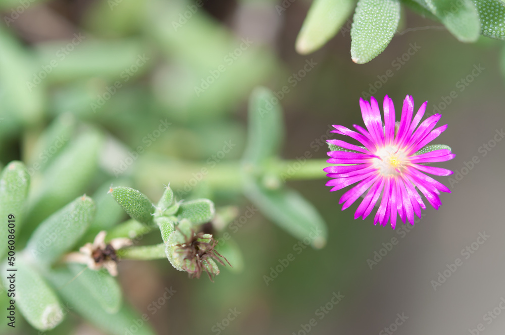pink flower (Lampranthus?) pink flower (Lampranthus?)