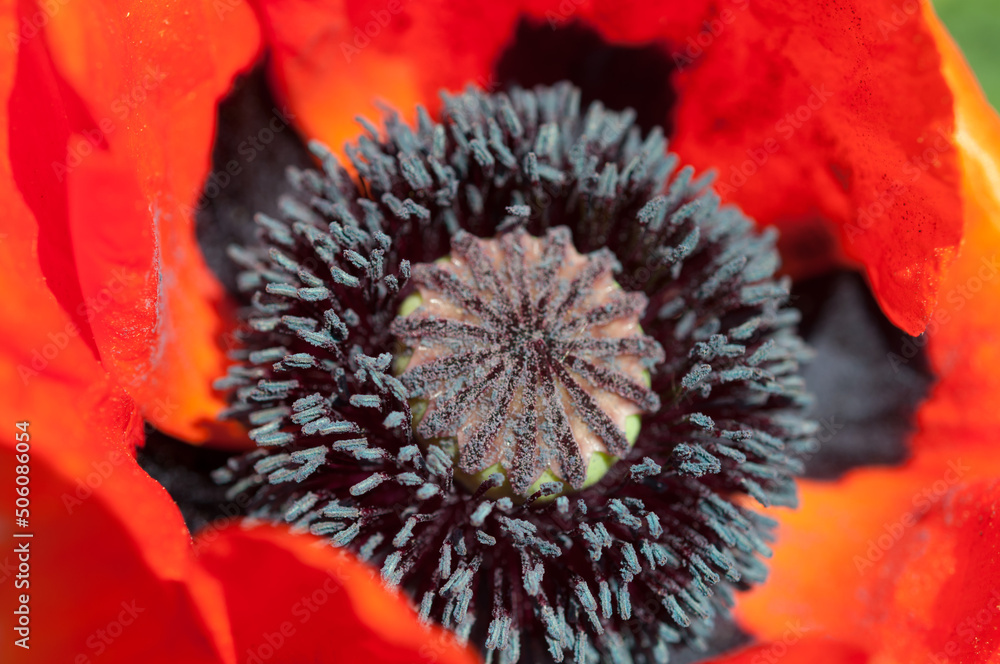 poppy seed capsule and stamen close up poppy seed capsule and stamen close up