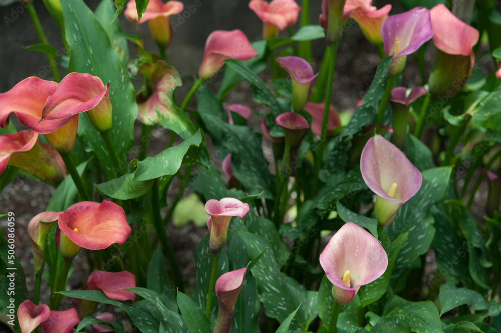 calla flowers and leaves calla flowers and leaves