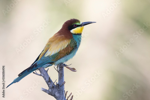 The bee-eaters, merops apiaster on an olive tree