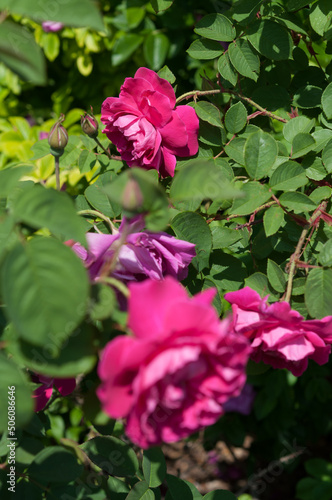 pink rose bush in the sun