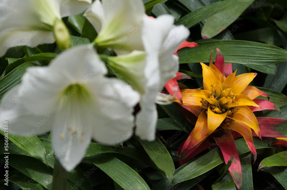 Bromeliaceae (yellow flower, at right) and out of focus white amaryllis flowers Bromeliaceae (yellow flower, at right) and out of focus white amaryllis flowers