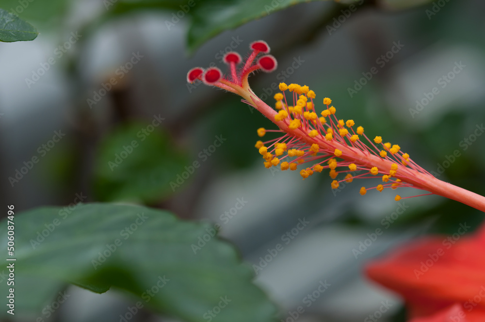 pistil and stamen of a hibiscus flower close up pistil and stamen of a hibiscus flower close up