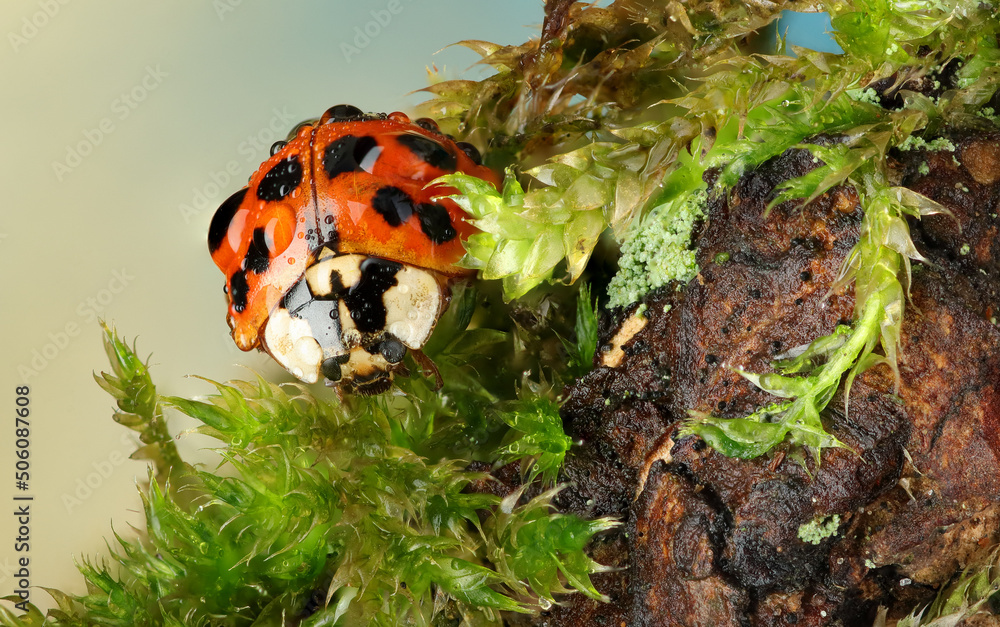 red ladybug on the tree bark