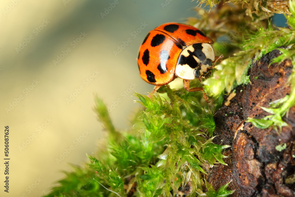 Obraz premium red ladybug on the tree bark