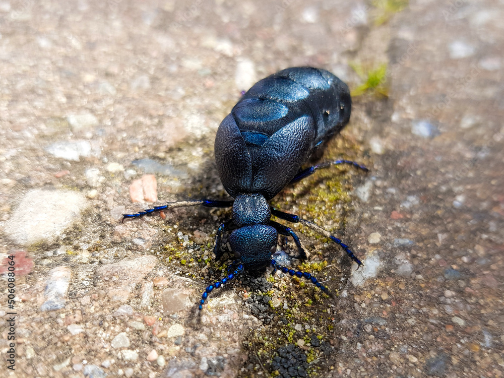 black oil beetle also violet oil beetle (in german Schwarzblauer Ölkäfer also Schwarzer Maiwurm) Meloe proscarabaeus black oil beetle also violet oil beetle (in german Schwarzblauer Ölkäfer also Schwarzer Maiwurm) Meloe proscarabaeus