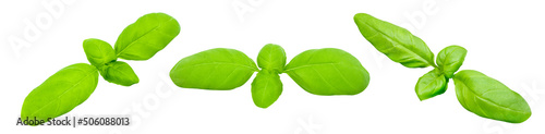 Basil, set of three leaves, isolated on white background, element of packaging design. Full depth of field.