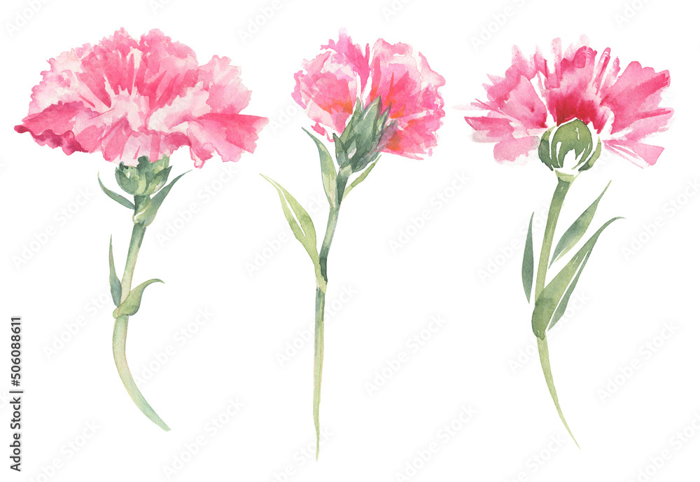 Carnation illustrations. Mother's day card. Carnation illustrations. Mother's day card.