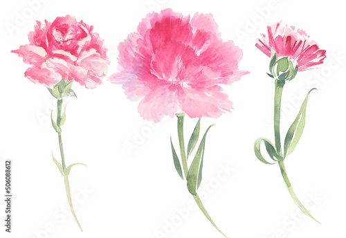 Pink carnations, watercolor illustration. Mother's day postcard.
