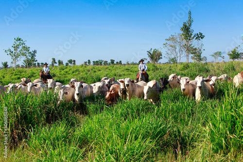 Herd of cattle on pasture, with farmer on the background riding horse on grassland, wearing cowboy hat. Brazil, Pará State, Amazon.
