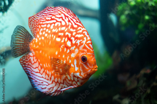 colorful discus (pompadour fish) are swimming in fish tank. Symphysodon aequifasciatus is American cichlids native to the Amazon river, South America,popular as freshwater aquarium fish.