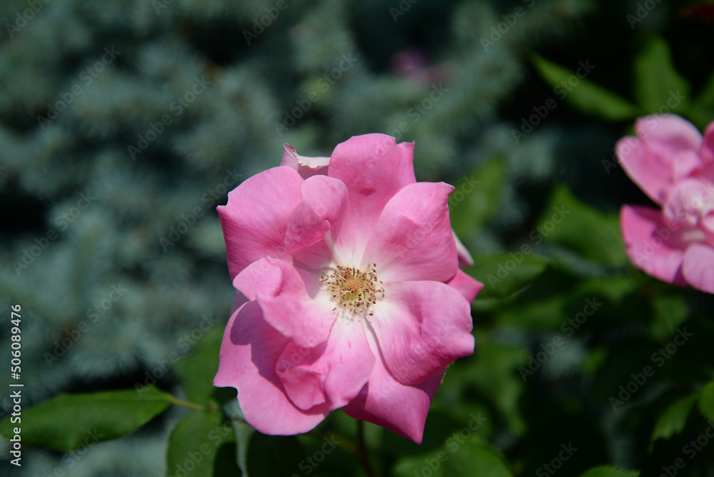 Rosa arkansana, the prairie rose or wild prairie rose Rosa arkansana, the prairie rose or wild prairie rose