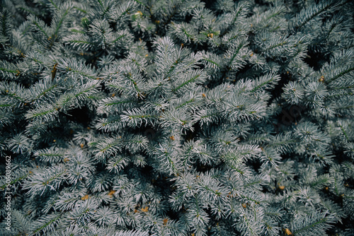 The blue spruce Picea pungens, also commonly known as green spruce