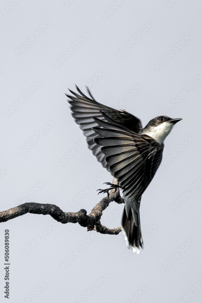 Obraz premium Eastern Kingbird