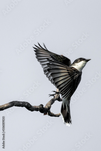 Eastern Kingbird © luis sandoval