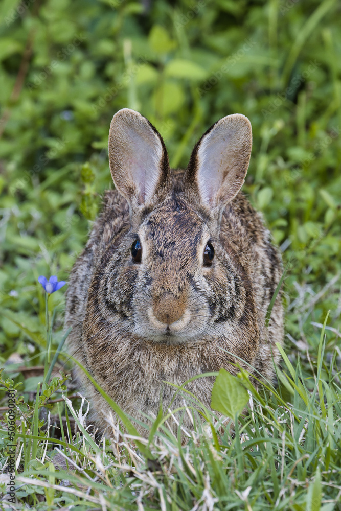Fototapeta premium Eastern cottontail