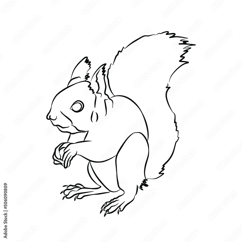 Illustration:Beautiful squirrel picture Illustration:Beautiful squirrel picture