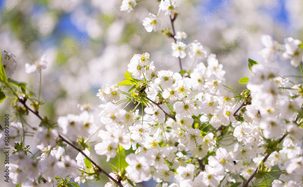 White flowers bloom in the trees. Spring landscape with blooming sakura tree. Beautiful blooming garden on a sunny day. Copy space for text.