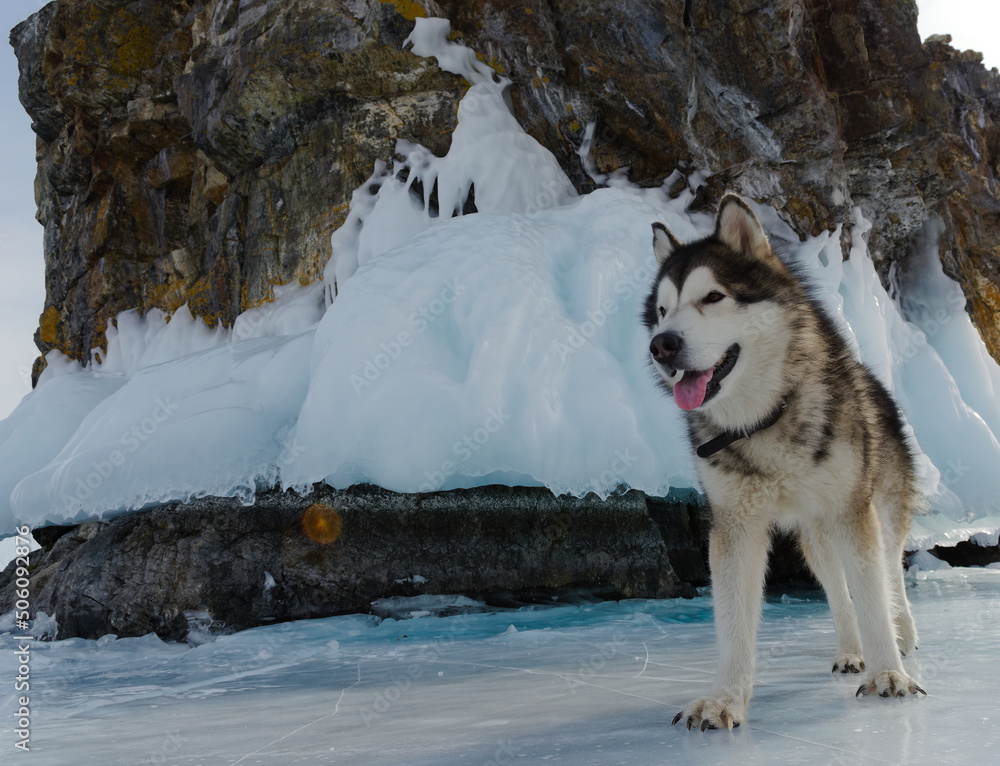 Alaskan Malamute dog on a winter walk in the snow Alaskan Malamute dog on a winter walk in the snow