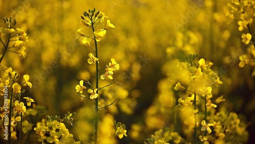Rapeseed field at sunset. Beautiful yellow nature background for spring and spring time. Concept for agriculture and industry. (Brassica napus)