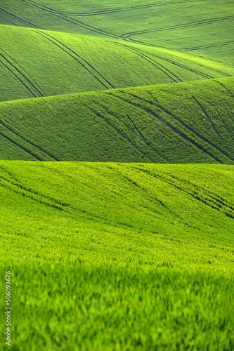Beautiful spring landscape. Waves on the field - Moravian Tuscany Czech Republic. © montypeter