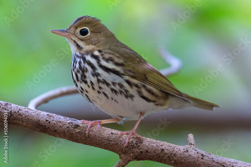 Ovenbird