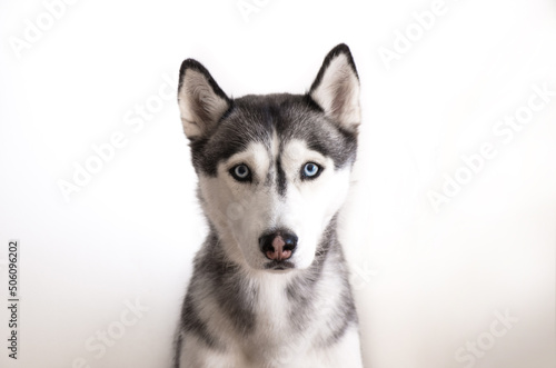 Fototapeta Naklejka Na Ścianę i Meble -  Siberian husky portrait