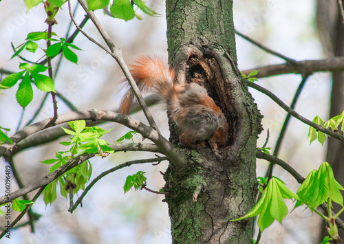 Fototapeta Naklejka Na Ścianę i Meble -  Photo of a squirrel outdoors in the forest