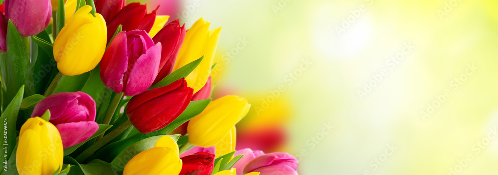 bouquet of fresh tulips flowers