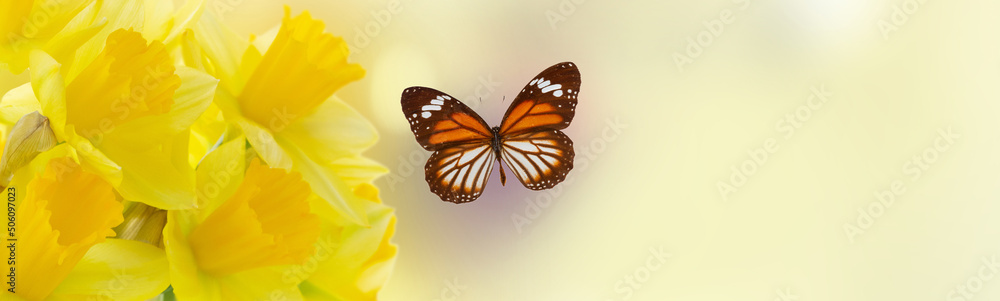 Fototapeta premium bouquet of daffodils flowers