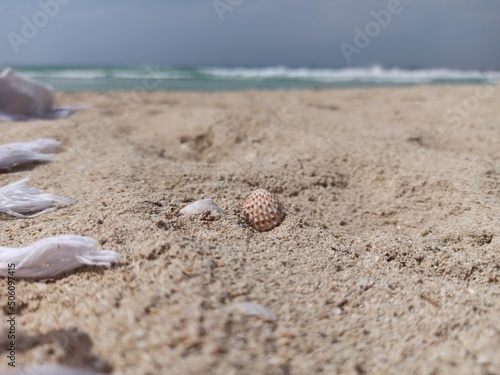 Shell on the beach © Kety