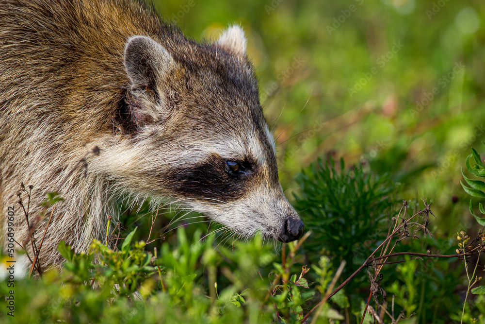 Obraz premium Close up of raccoon sniffing for food