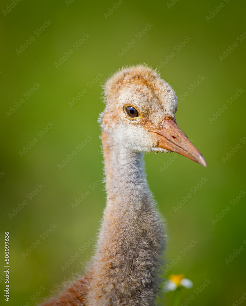 Fototapeta premium Young sandhill crane colt with green background