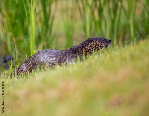 Young otter, wet from pond, climbs up grassy hillside